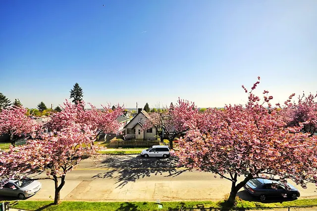 Cherry blossoms along E 57th Ave